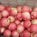 2016 nouvelle pomme de Gala Red Fresh Crop